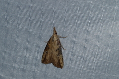 Hypena humuli