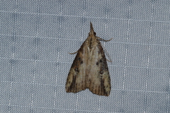 Hypena humuli