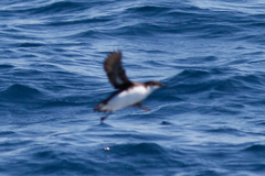 Synthliboramphus craveri