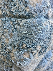 Thelomma santessonii