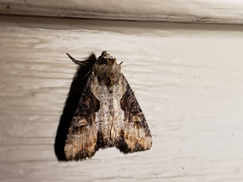 Double-lobed Moth photo 5