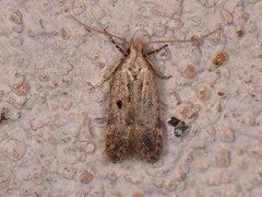 Neodactylota liguritrix