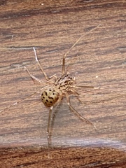 Scytodes univittata