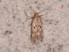 Neodactylota liguritrix