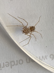 Scytodes univittata