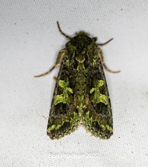 Noctuidae