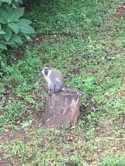 Chlorocebus aethiops