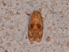 Cochylis bucera