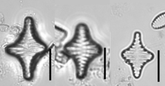 Staurosira leptostauron