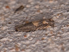 Epiblema luctuosissima