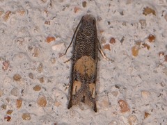 Epiblema luctuosissima