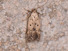 Neodactylota liguritrix