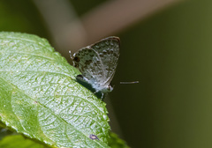 Catopyrops florinda