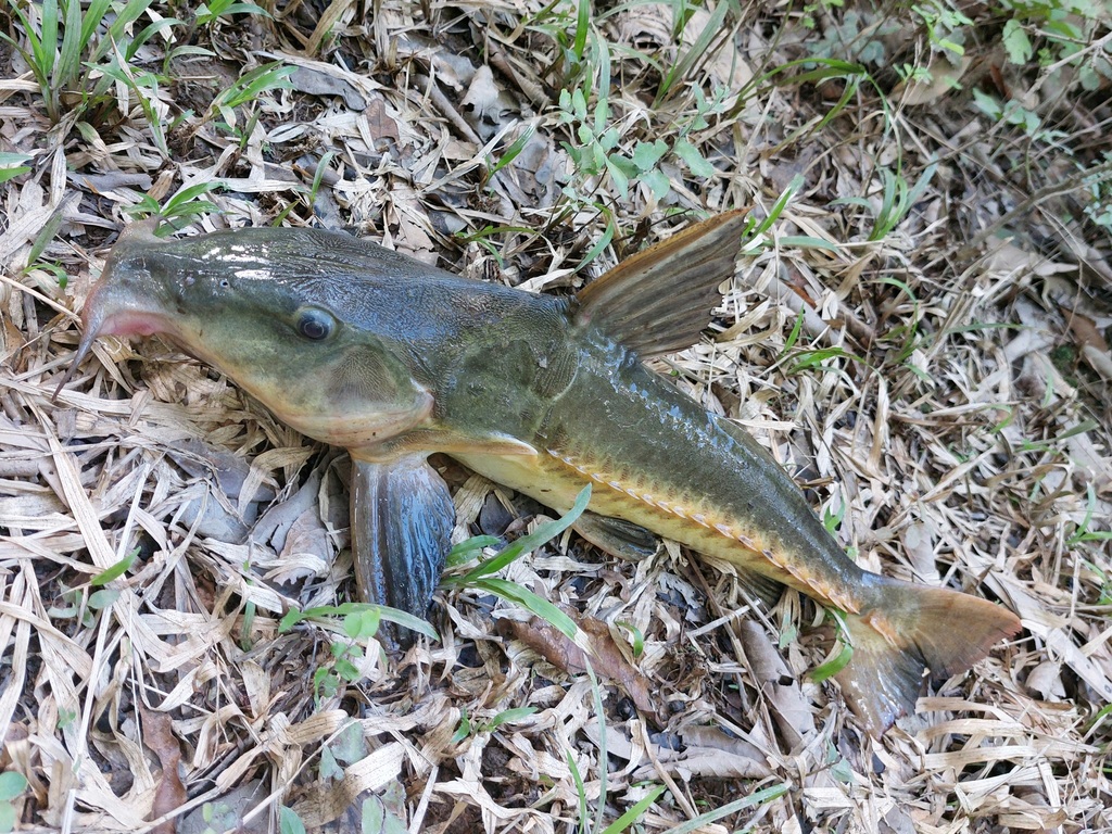 Thorny Catfish