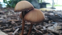 Fungi
