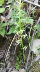 Platanthera leptopetala