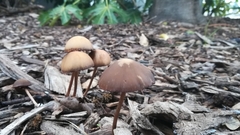 Fungi