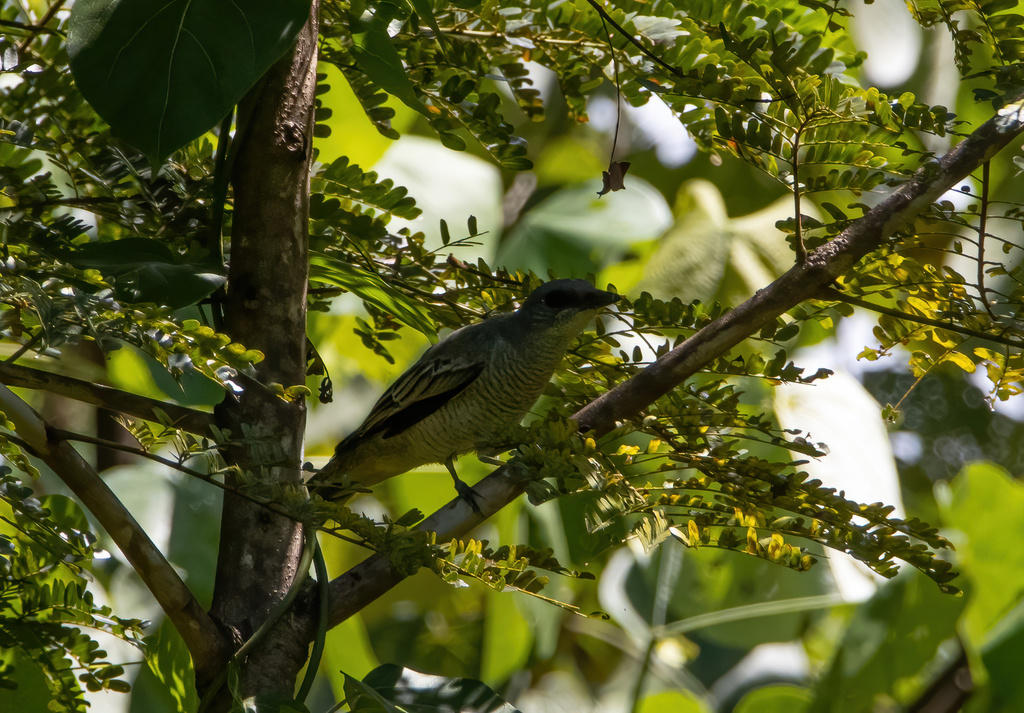 Timor Cicadabird photo