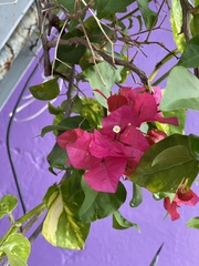 Bougainvillea
