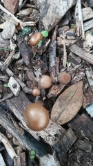 Fungi
