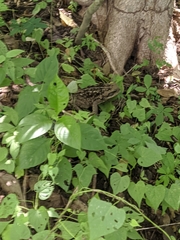 Rhinella horribilis