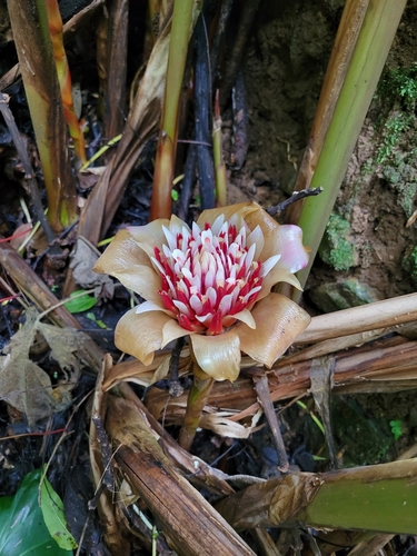 Image of Etlingera venusta by (c) Jake Rehage, some rights reserved (CC BY)