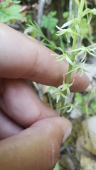 Platanthera leptopetala