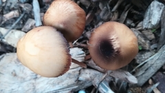 Fungi
