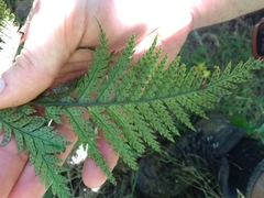 Polystichum neozelandicum neozelandicum