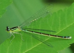 Coenagrion resolutum