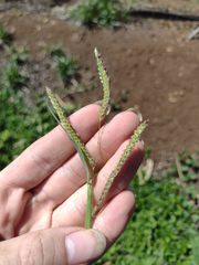 Paspalum fimbriatum