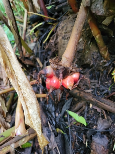 Image of Etlingera venusta by (c) Jake Rehage, some rights reserved (CC BY)