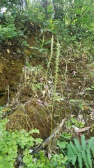 Platanthera leptopetala