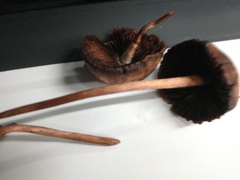 Fungi
