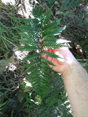 Polystichum neozelandicum neozelandicum