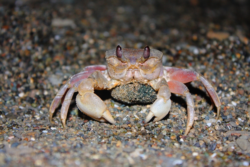 Ocypode sinensis