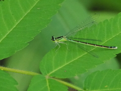 Coenagrion resolutum