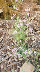 Clarkia biloba brandegeeae