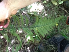 Polystichum neozelandicum neozelandicum