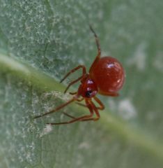Ceratinopsidis formosa