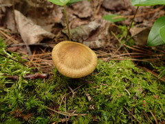 Cortinarius subtortus