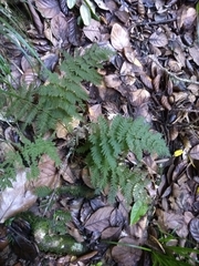 Polystichum neozelandicum neozelandicum