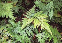 Parapolystichum microsorum