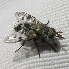 Homalactia harringtoni