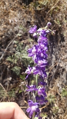 Delphinium hansenii hansenii