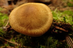 Cortinarius subtortus