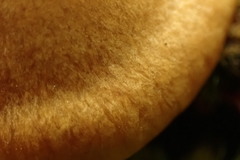 Cortinarius subtortus