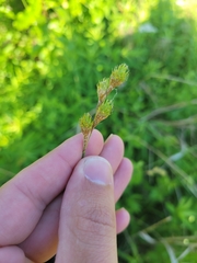 Carex bicknellii