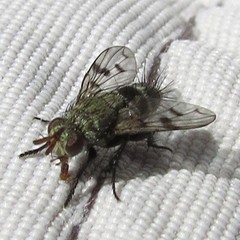 Homalactia harringtoni