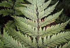 Parapolystichum microsorum